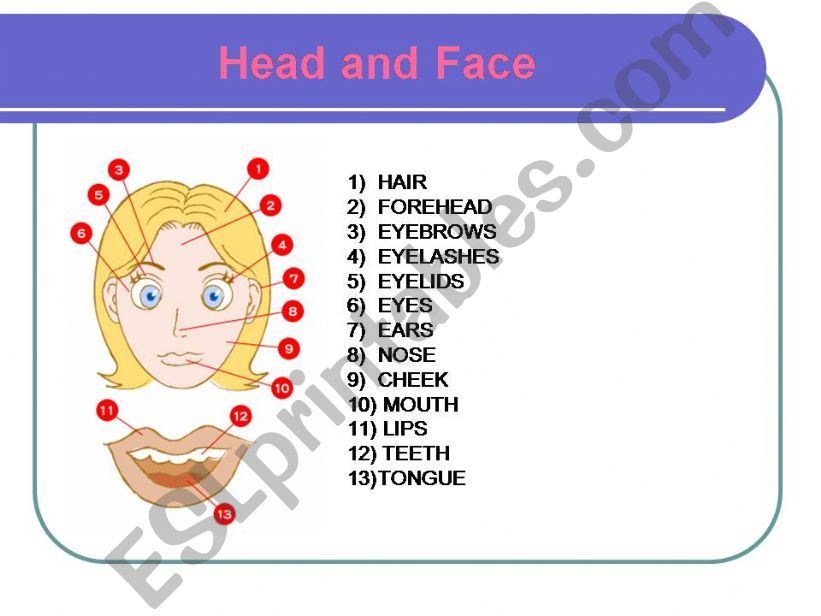 parts of the body powerpoint