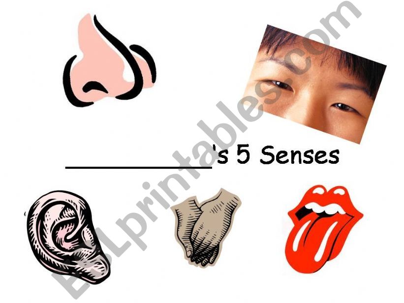 My 5 Senses book powerpoint