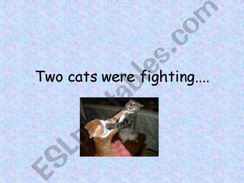 what do cats say when they fight with each other!