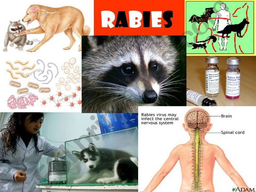 Rabies powerpoint