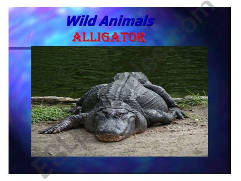 Wild Animals Part 1 powerpoint