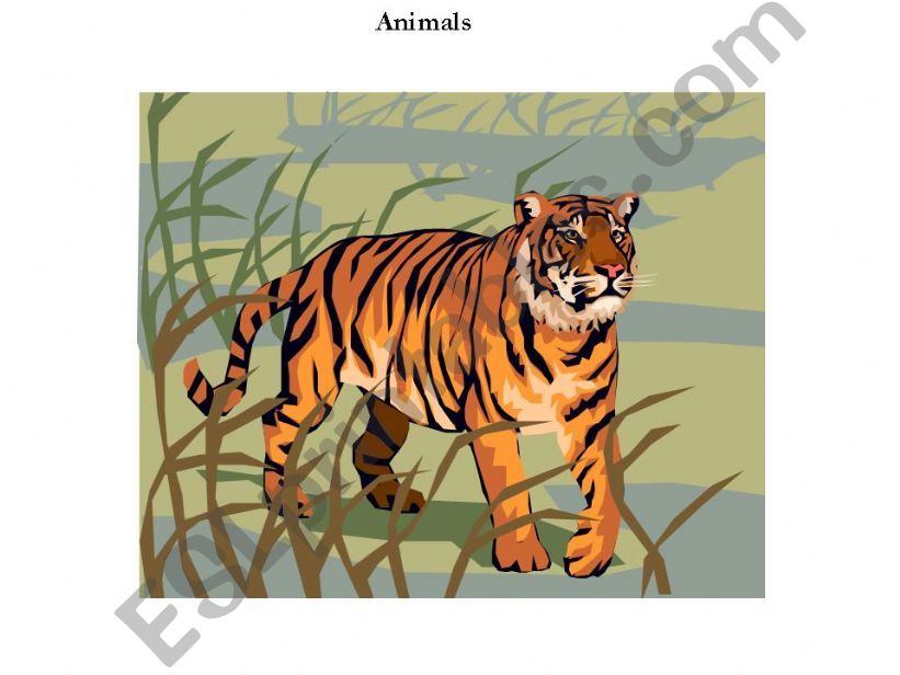 Animal Vocabulary powerpoint