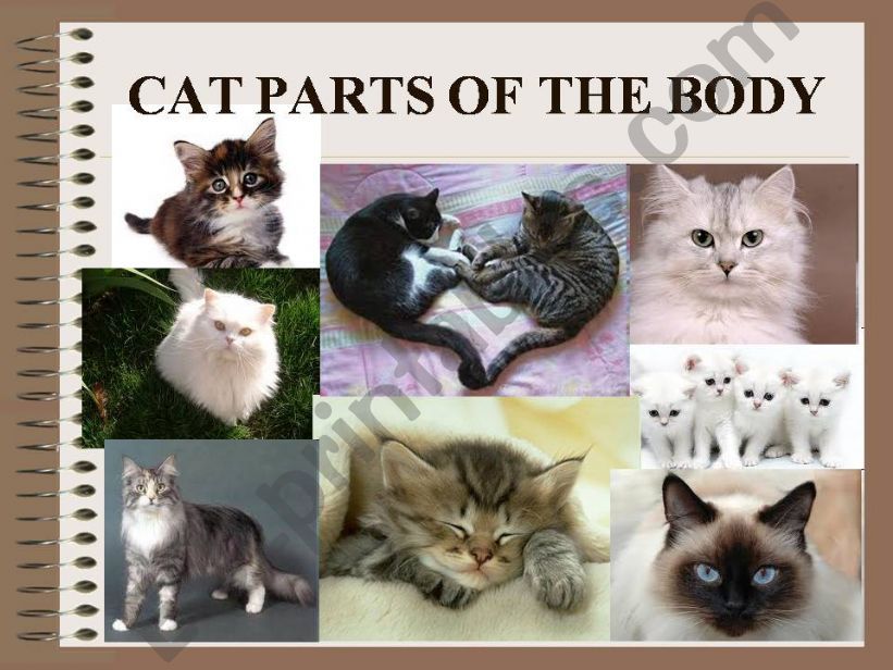 Cats powerpoint