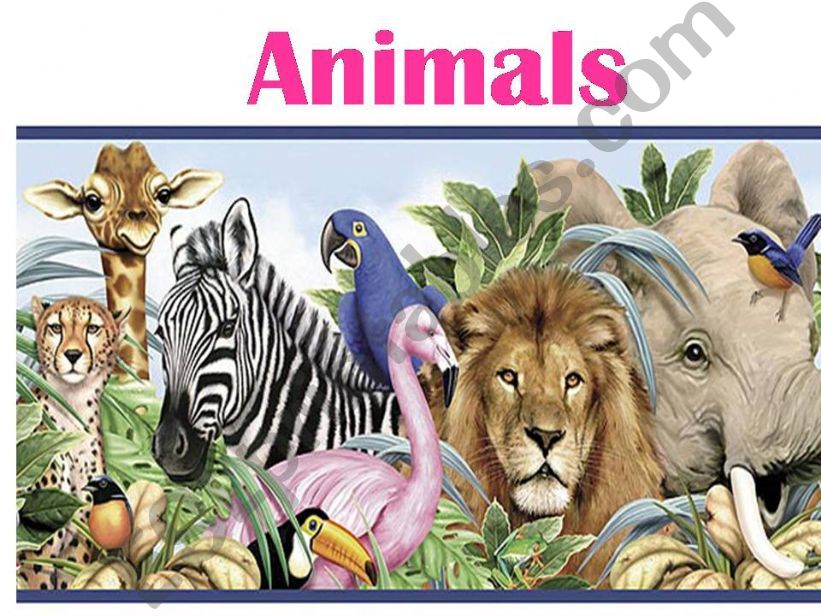 Animals powerpoint