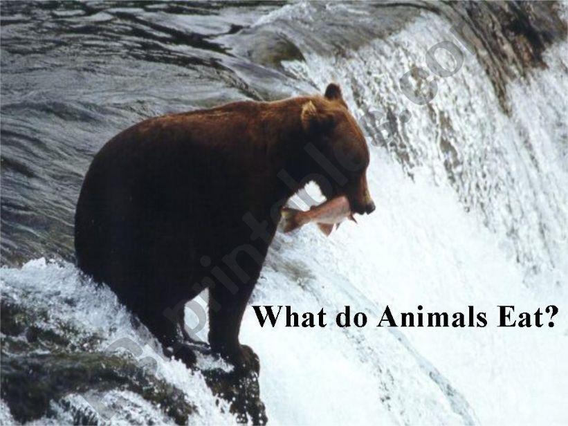 What do Animals Eat? powerpoint