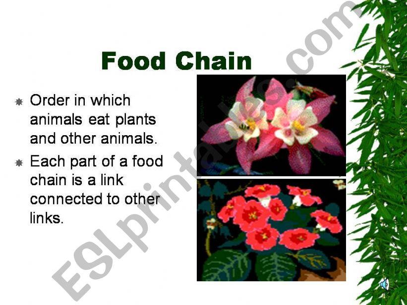 food chain powerpoint