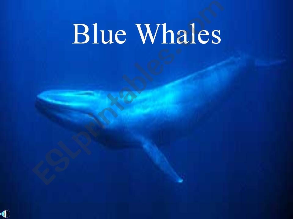 Blue whale powerpoint
