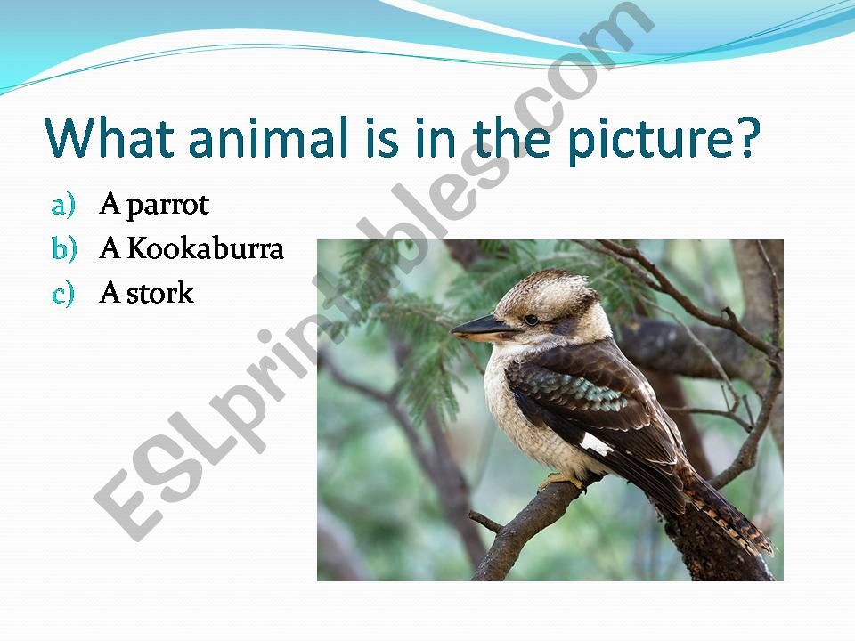 kookabura powerpoint