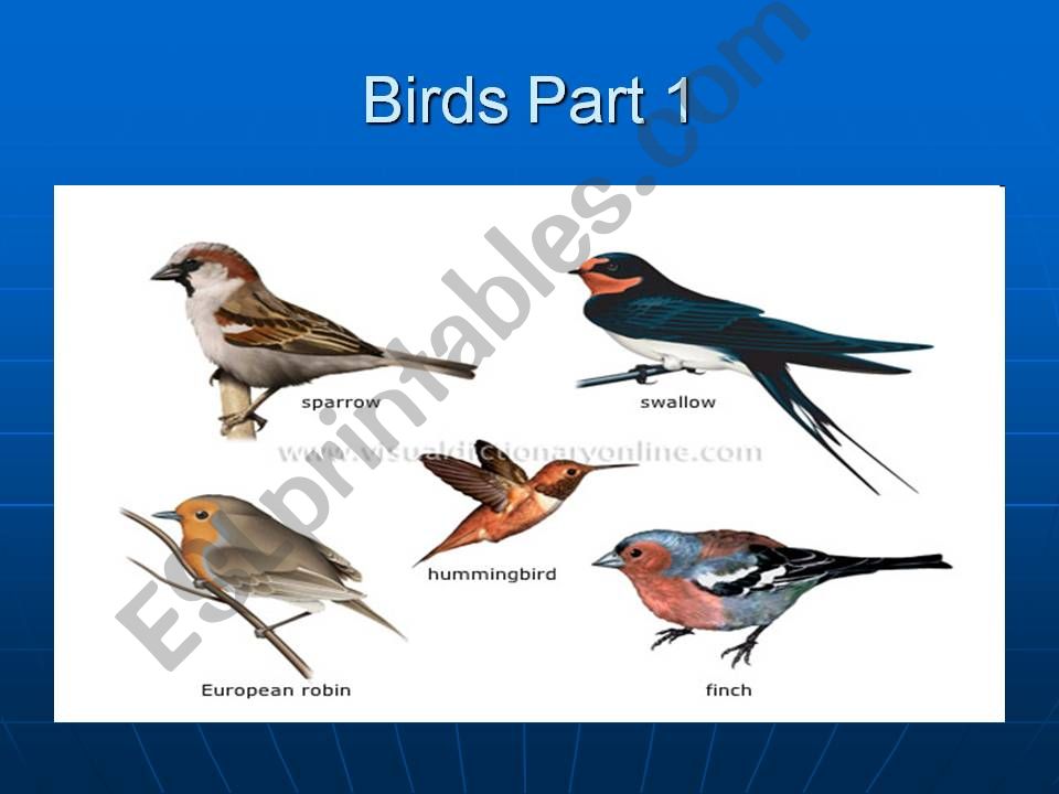 Birds Part 1 powerpoint