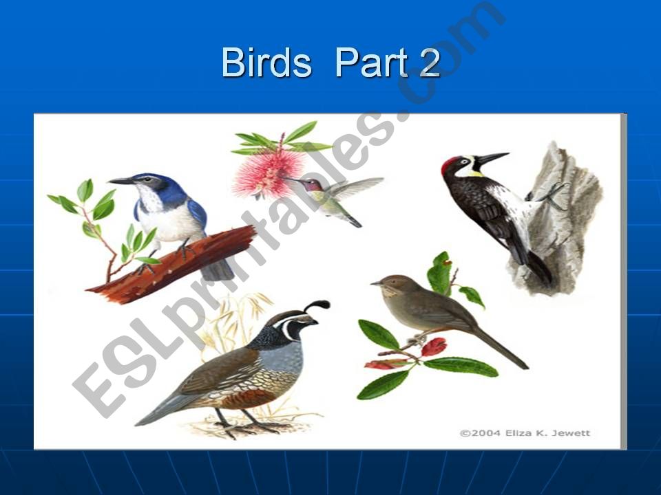 Birds Part 2 powerpoint