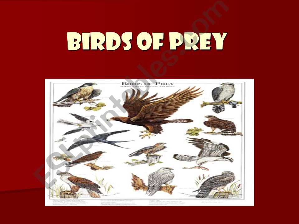 Birds of prey powerpoint