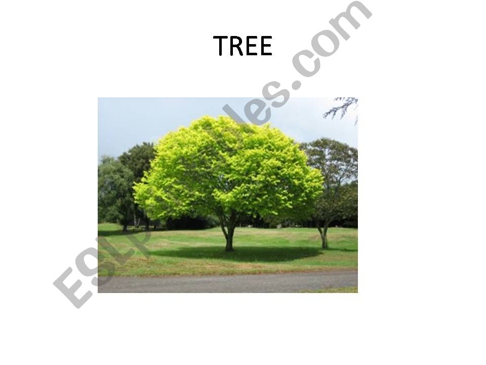 environment vocabulary powerpoint