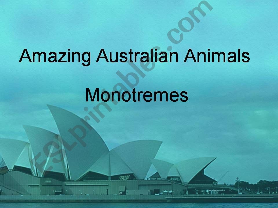 Monotremes - Amazing Australian Animals