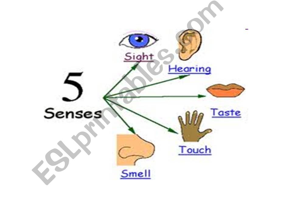 five senses powerpoint