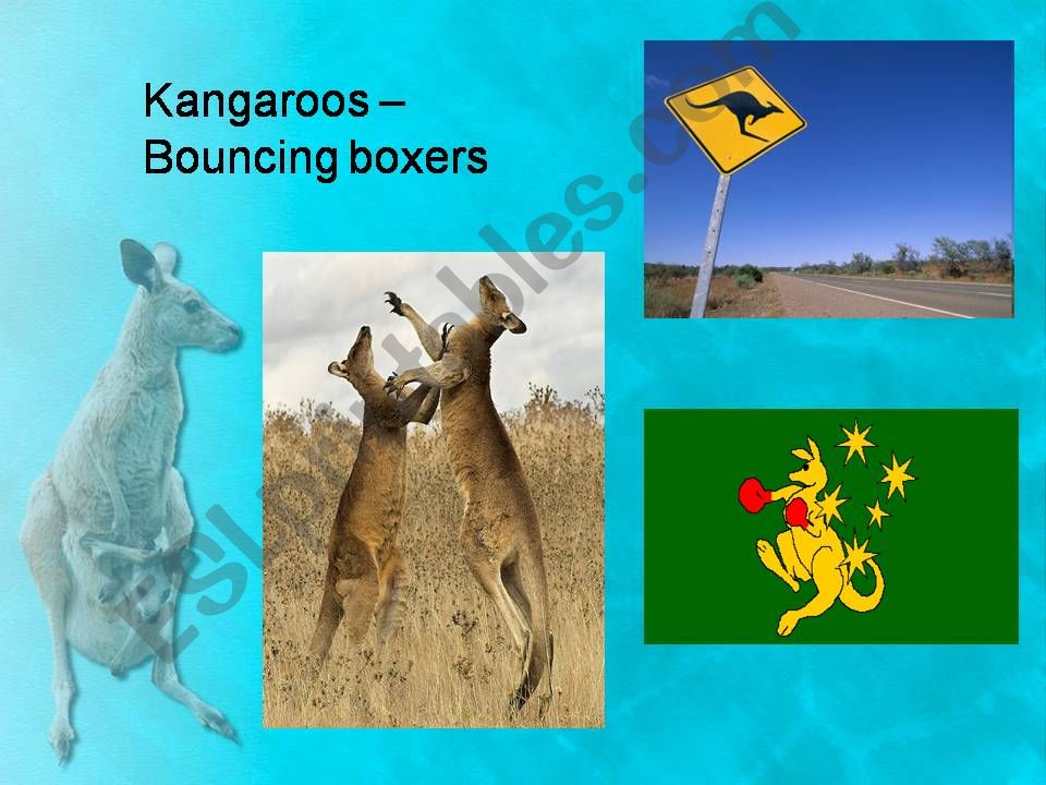 All you wanted to know about kangaroos