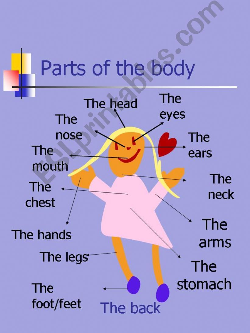 Parts of the body powerpoint