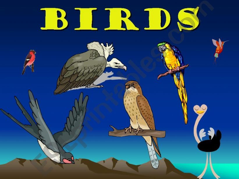 20 common BIRDS powerpoint