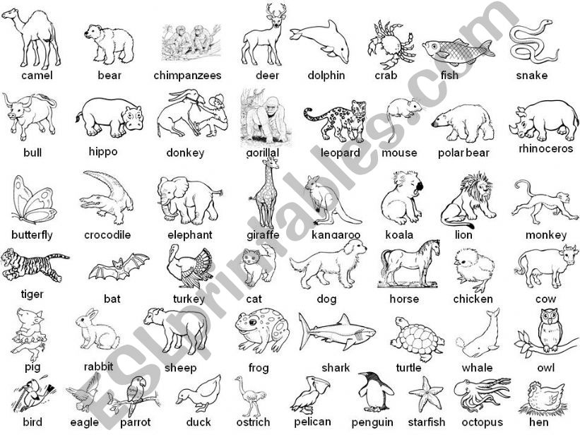 Animals vocabulary powerpoint