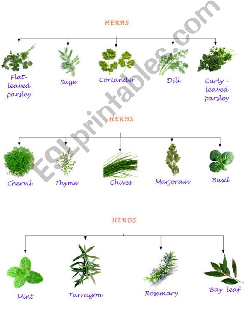 herbs part 1 powerpoint