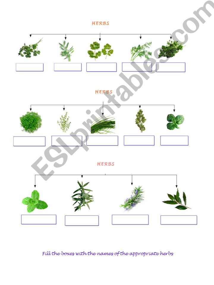 herbs part 2 powerpoint