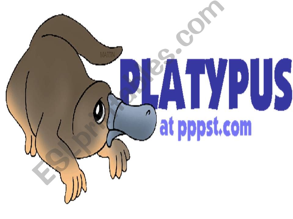 All you wanted to know about the platypus