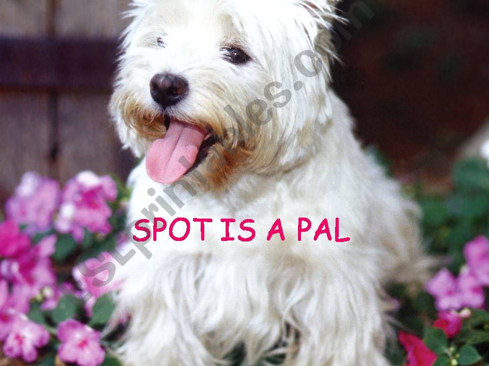spot is a pal powerpoint