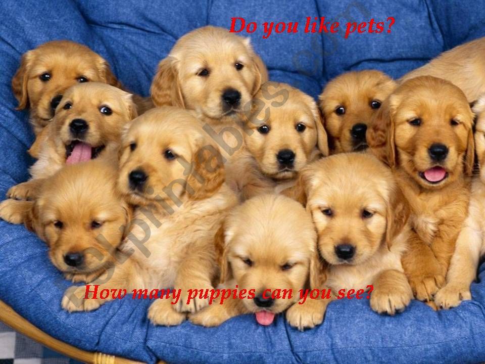 Pets powerpoint