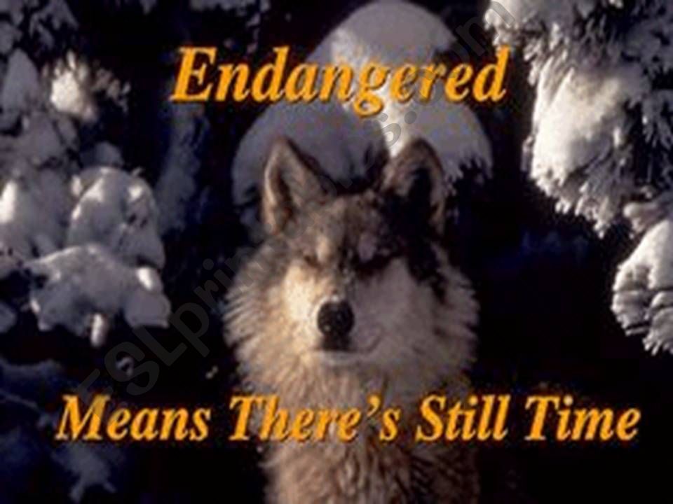 endengered animals powerpoint