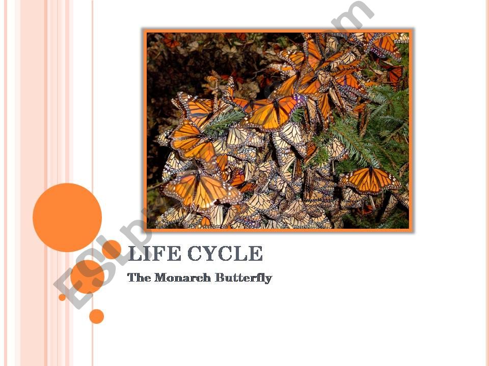 Butterfly Life Cycle powerpoint