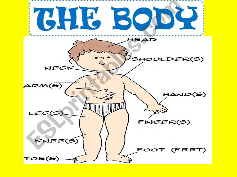 body parts powerpoint