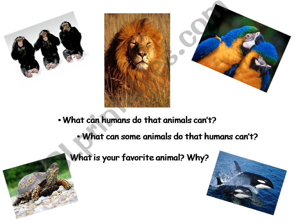 Animal world powerpoint