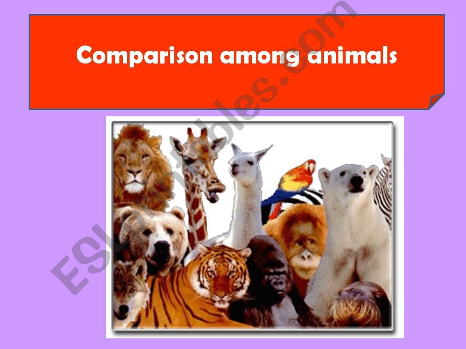 Comparision among animals powerpoint
