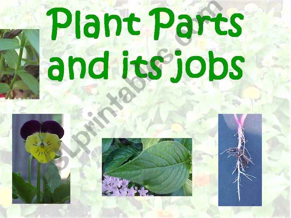 plant_parts_functions powerpoint