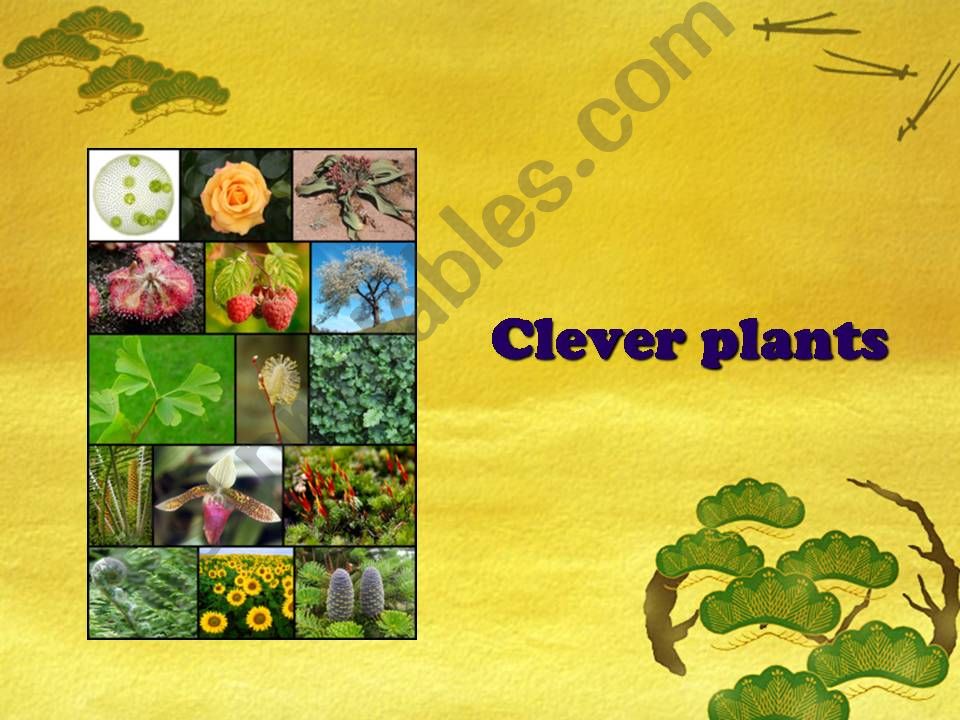 CLEVER PLANTS powerpoint