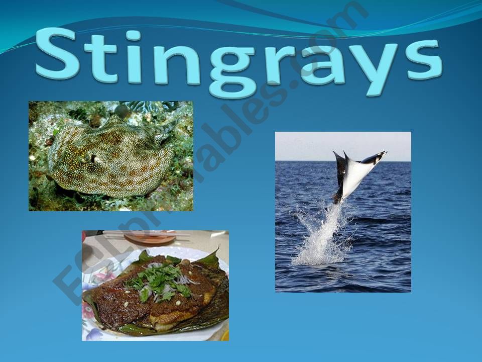 Stingray powerpoint