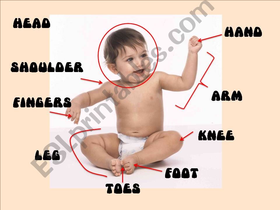 BODY PARTS powerpoint