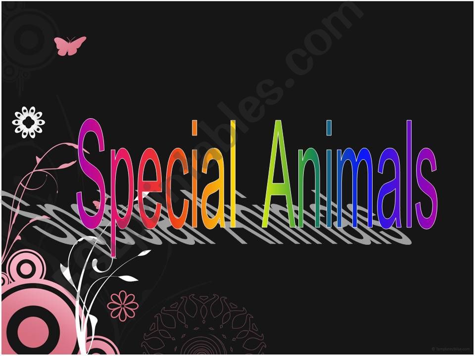 Special animals powerpoint