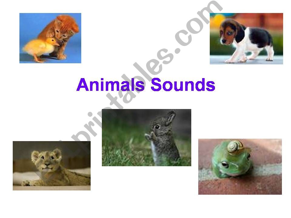 Animals sounds powerpoint