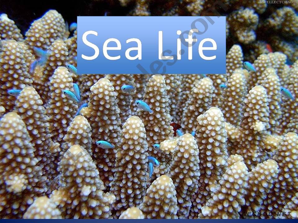 sea life powerpoint