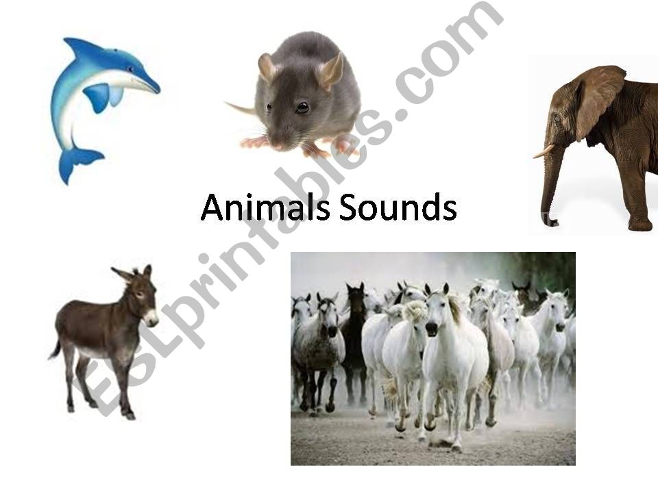 Animals sounds 2  powerpoint