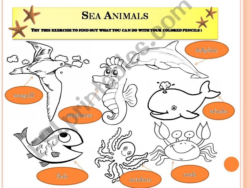 sea animals  powerpoint