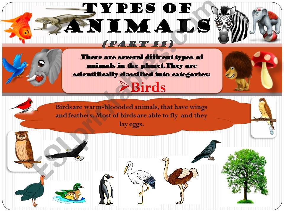 types of animals 2 powerpoint