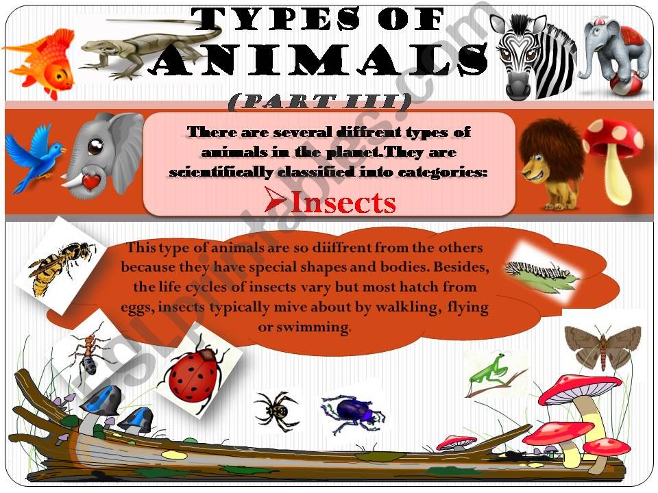 types of animals 3 powerpoint