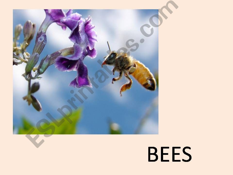 Bees powerpoint