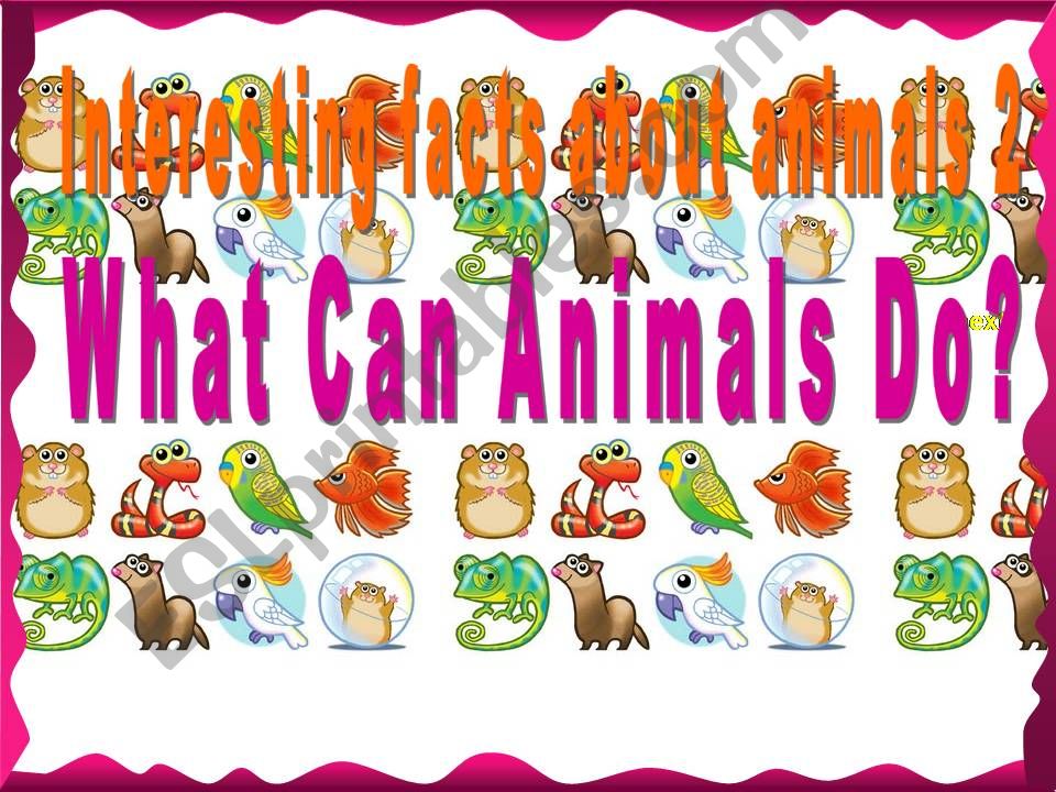 What can animals do? powerpoint