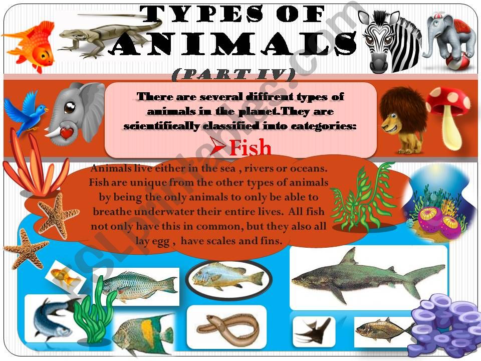 types of animals 4 powerpoint