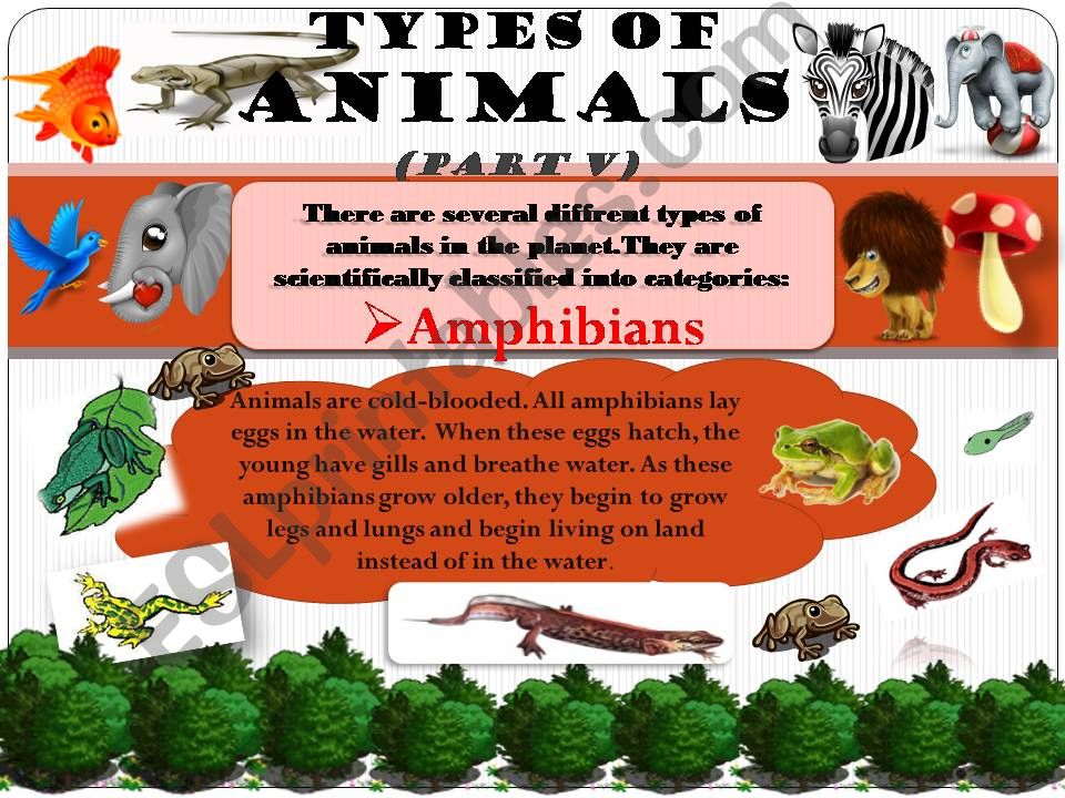 types of animals 5 powerpoint