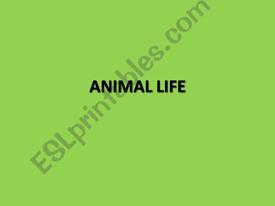 animals and adjectives powerpoint