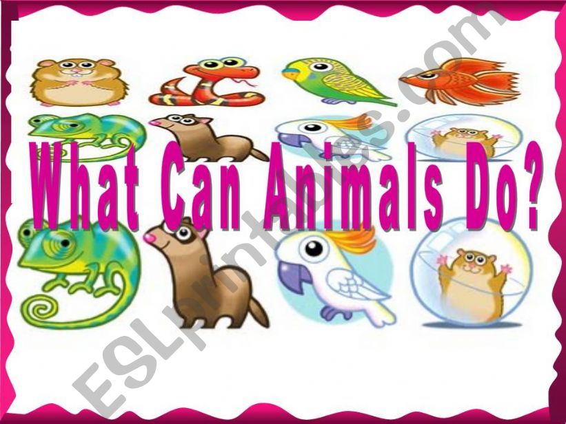 What can animals do ? powerpoint