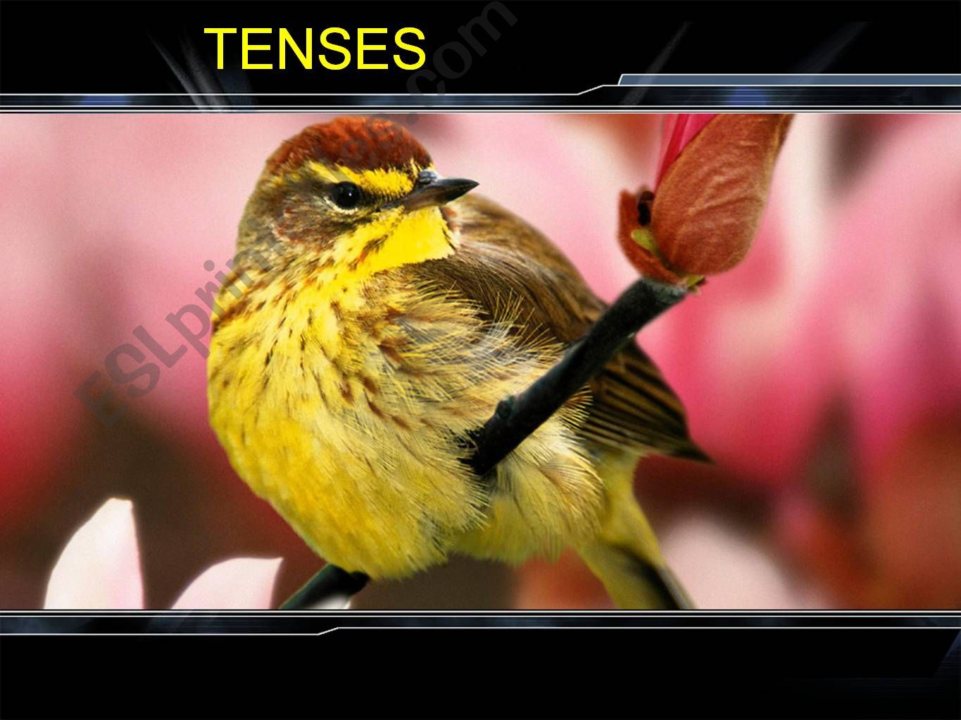 TENSES powerpoint